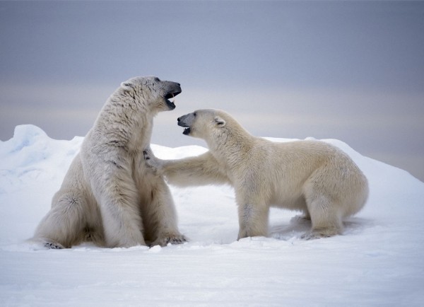 A large male polar bear attempts to mate with a female in Svalbard, Norway. (Photo courtesy of Paul Nicklen) 